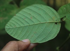 Bouffordia dichotoma