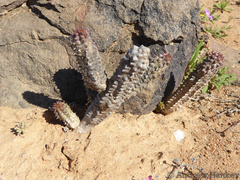 Richtersveldia columnaris