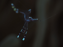 Ancylomenes longicarpus