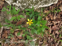 Ranunculus hispidus hispidus