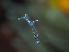 Ancylomenes longicarpus