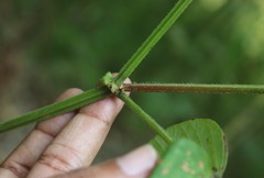 Bouffordia dichotoma