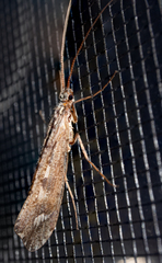 Glyphopsyche irrorata