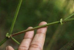 Bouffordia dichotoma