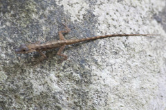 Anolis roquet
