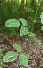 Bouffordia dichotoma