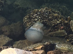 Dactyliophorae