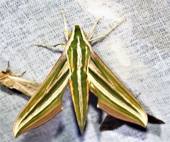 Xylophanes eumedon