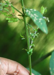 Bouffordia dichotoma