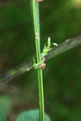 Bouffordia dichotoma