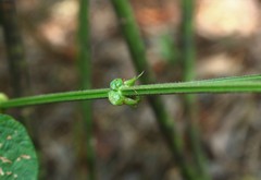 Bouffordia dichotoma