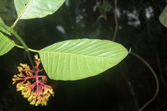 Palicourea thyrsiflora