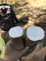 Dioscorea remotiflora