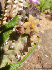 Richtersveldia columnaris