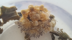 Dendrodoris krusensternii