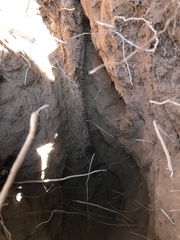 Dioscorea remotiflora