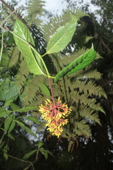 Palicourea thyrsiflora