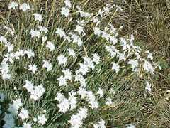 Dianthus lumnitzeri
