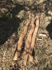 Dioscorea remotiflora