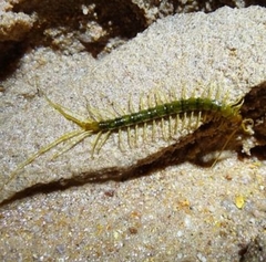 Scolopocryptops troglocaudatus