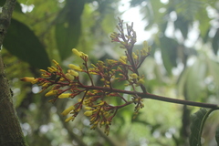Palicourea thyrsiflora