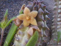 Richtersveldia columnaris