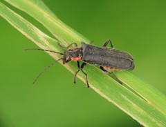 Cantharis pulicaria