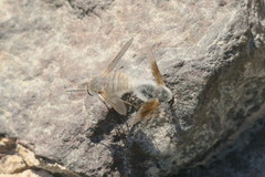 Bombyliini