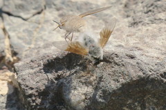 Bombyliini