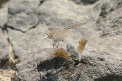 Bombyliini