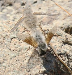 Bombyliini