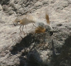 Bombyliini