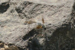 Bombyliini