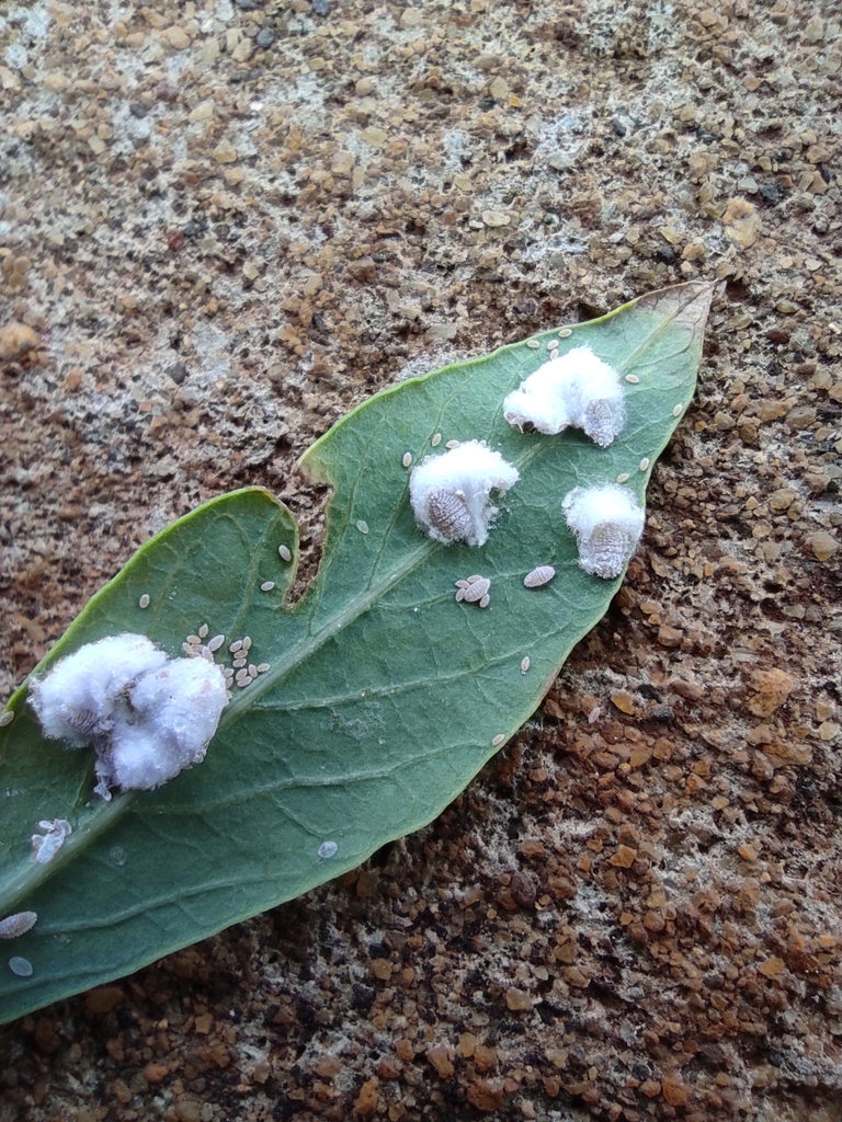 Cassava Mealybug