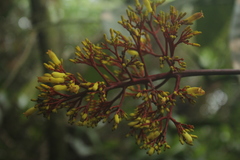Palicourea thyrsiflora