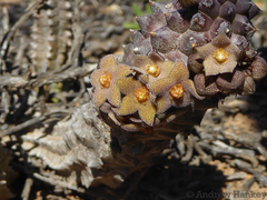 Richtersveldia columnaris