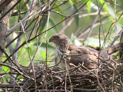 Accipiter virgatus
