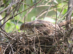 Accipiter virgatus