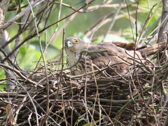 Accipiter virgatus