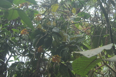 Palicourea thyrsiflora