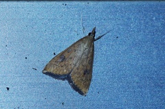 Udea ferrugalis
