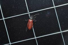 Pseudopyrochroa laticollis