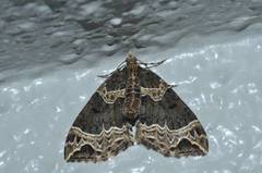 Ecliptopera umbrosaria