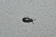 Luprops orientalis