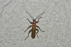 Lycocerus insulsus