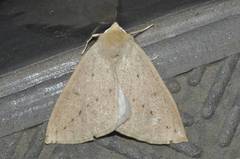 Descoreba simplex