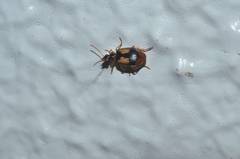 Lebia bifenestrata