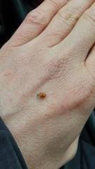 Adalia decempunctata