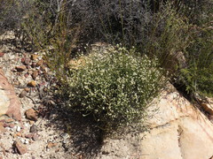 Lachnaea elsieae