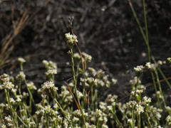 Lachnaea elsieae